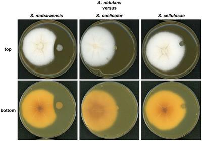Biosynthesis of Antibacterial Iron-Chelating Tropolones in Aspergillus nidulans as Response to Glycopeptide-Producing Streptomycetes
